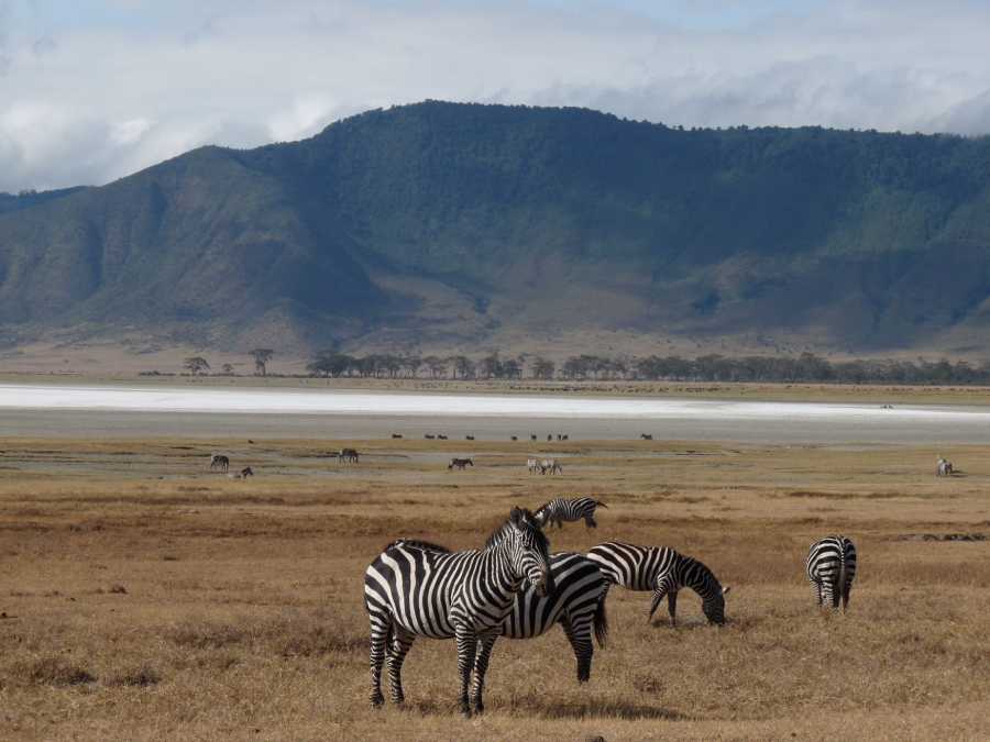 zebra on plains in Africa with mountains