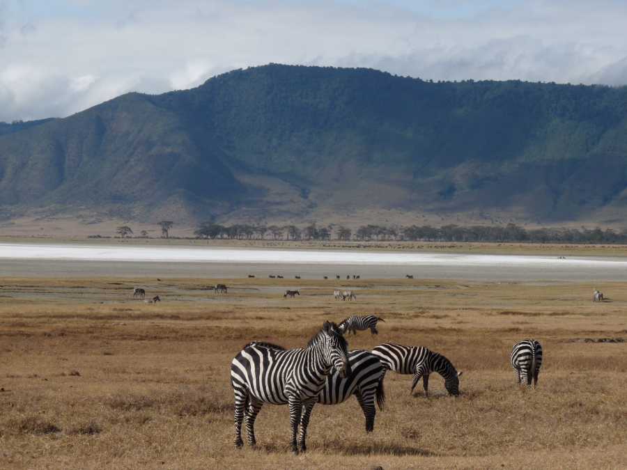 zebra grazing in the golden field Tanzania