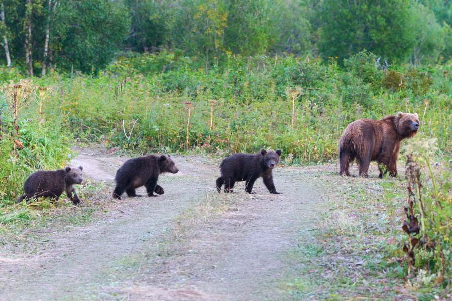 Alaskan brown bears walking across road in summer