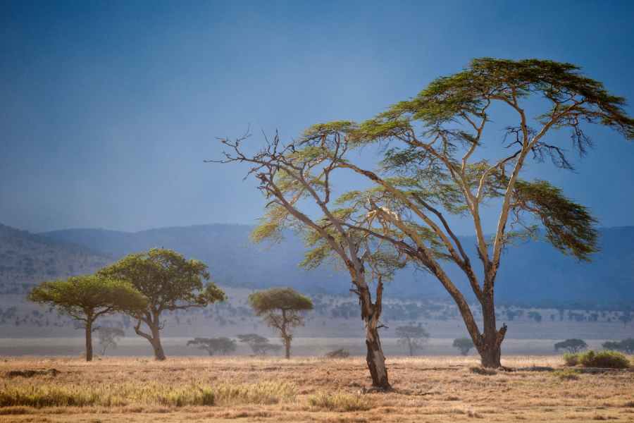 Landscape of Tanzania with trees