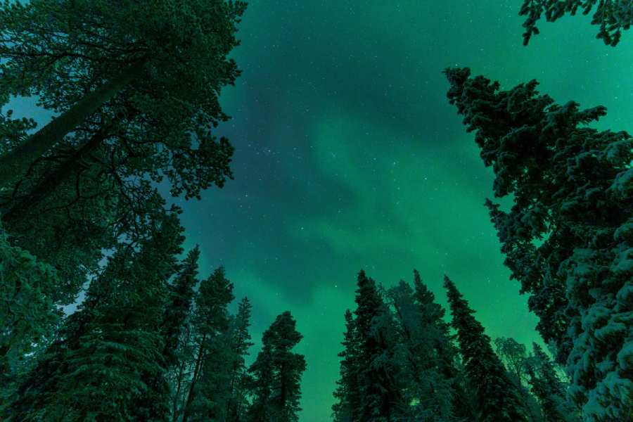 Northern lights in shades of green over woods in Alaska