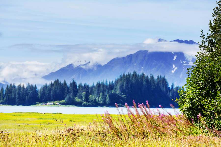 meadow in alaska