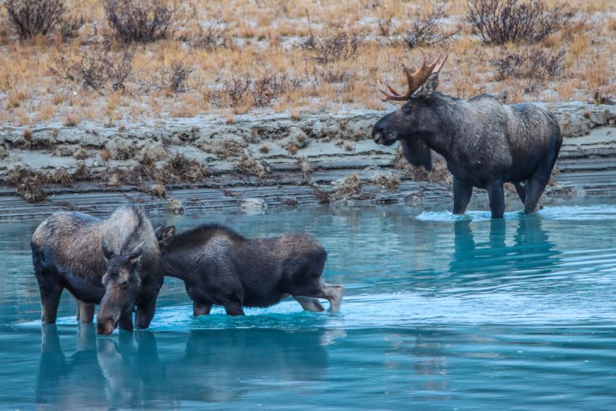 Top Alaska Tours to Celebrate Spring in April 4 moose in Alaska in spring
