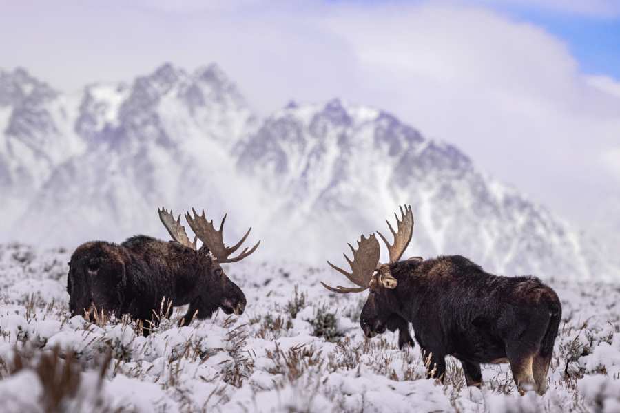 Moose in Alaska by mountains in winter