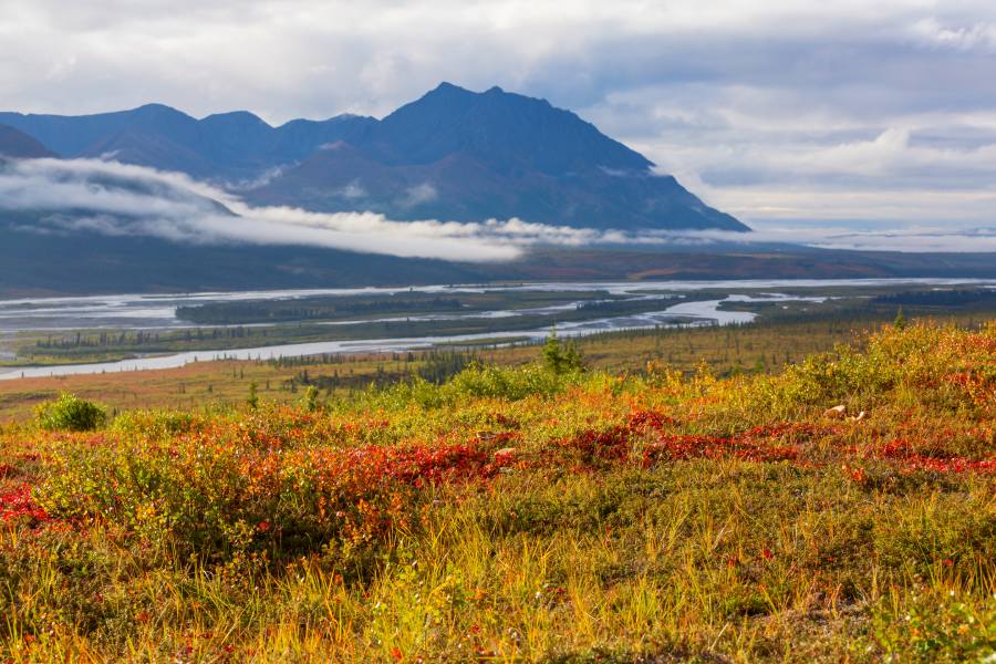 denali alaska lanscape