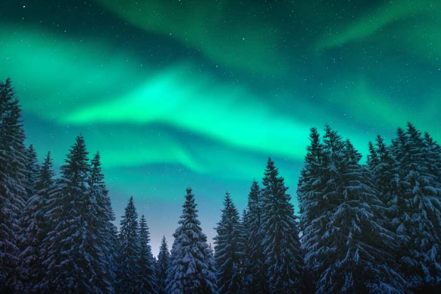 green rays of northern lights over snowcovered trees in Alaska