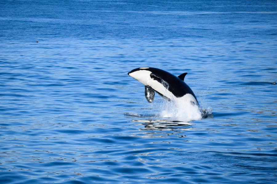 orca whale leaping out of water in Alaska