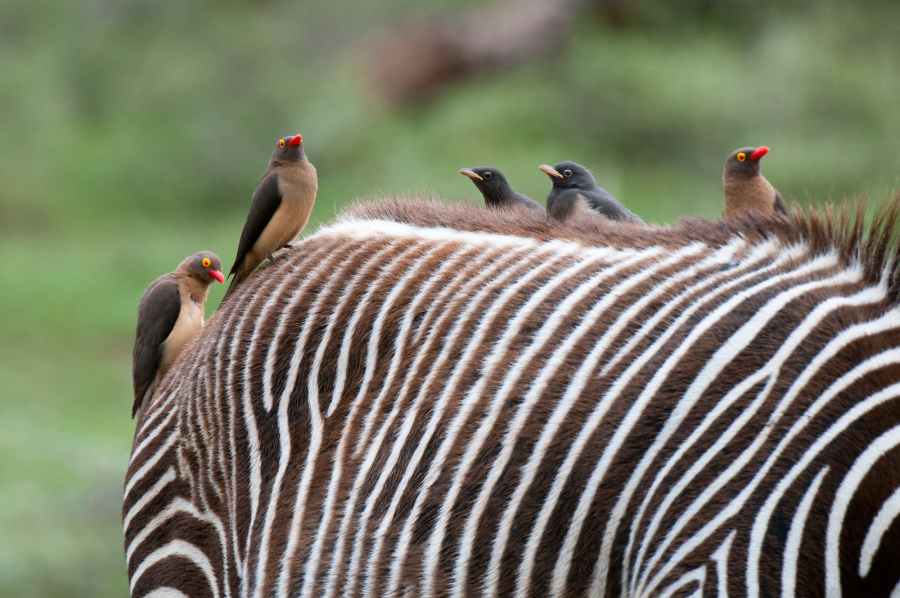 Best Places to See Wildlife on an African Safari 3 red billed oxpecker on zebras back