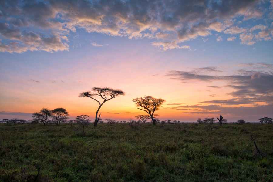 beautiful sunset on savanna in Africa