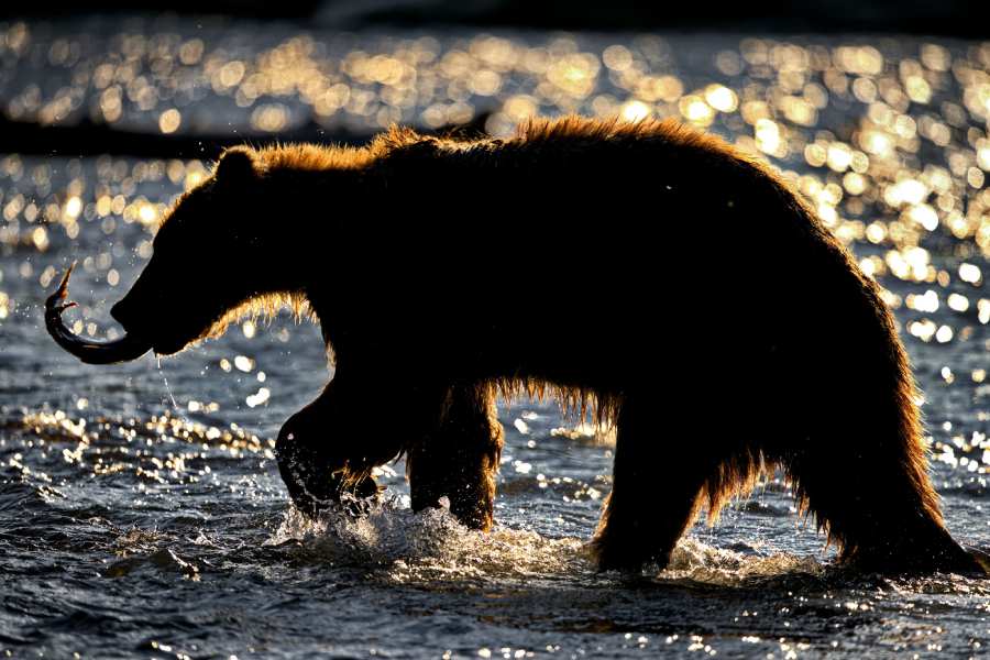 Bear in water carrying fish