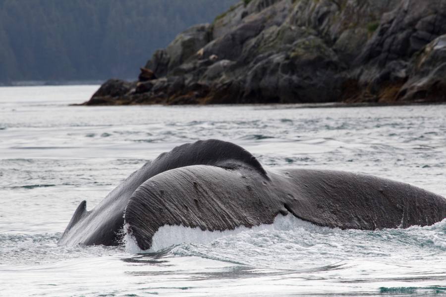 humback whale tail breaching waters in Alaska