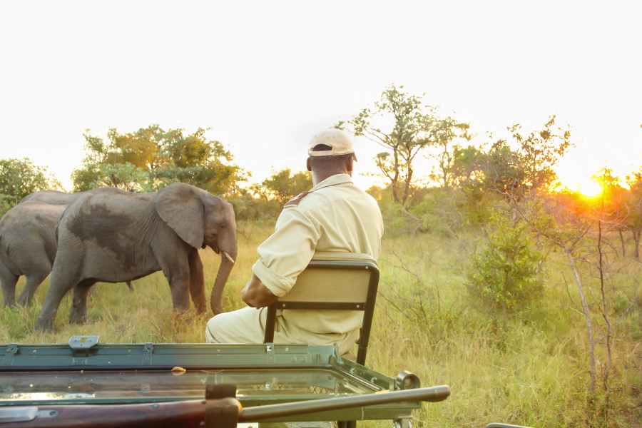 Tanzania safari elephants