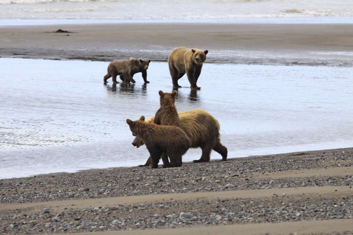 five brown bears on Alaska beach