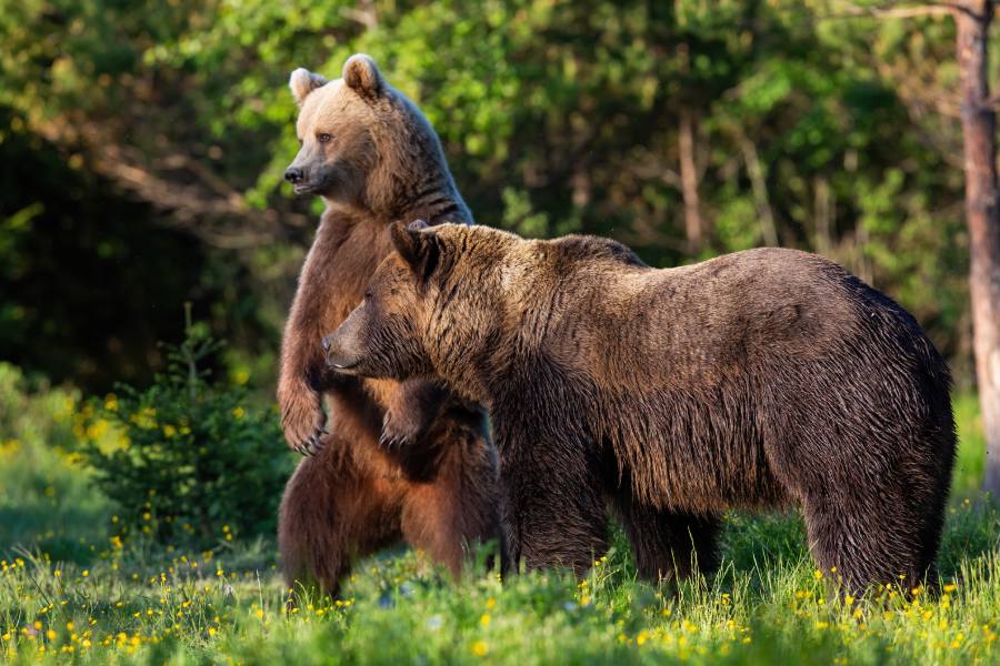 two brown bears in Alaska forest