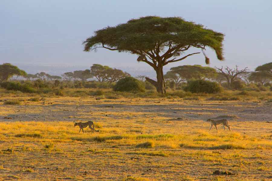 Cheetahs walking through the savannah in Africa