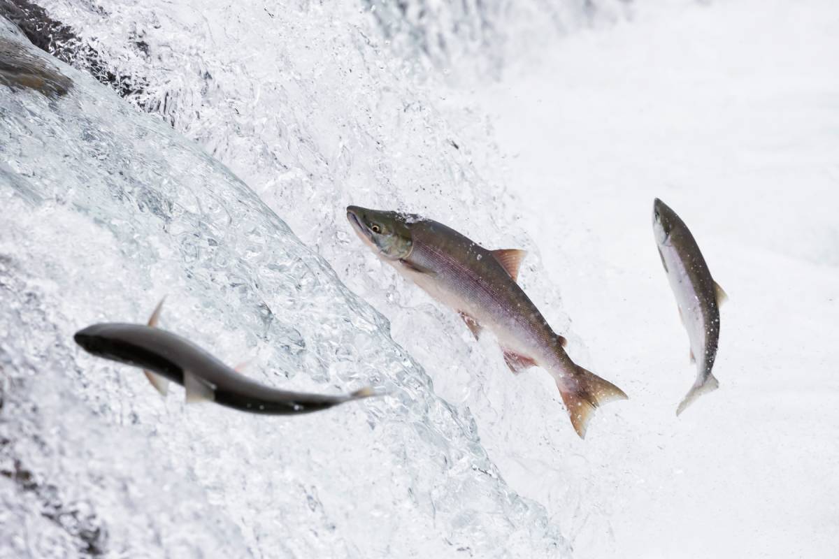 salmon