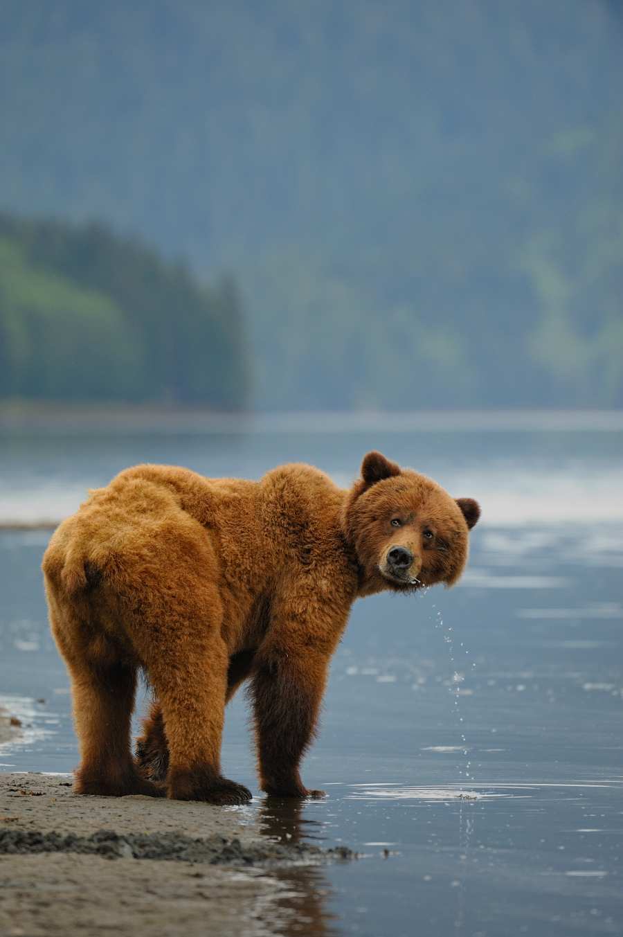 brown bear by lake in Alaska