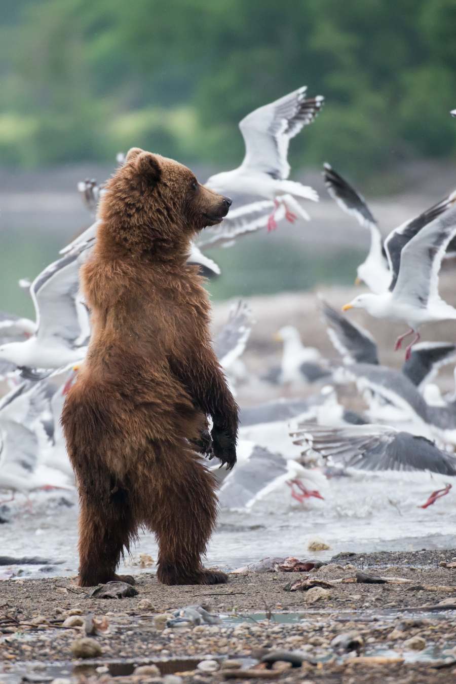 brown bear by water in Alaska