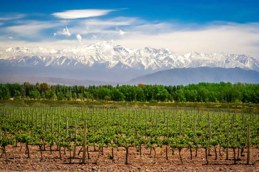 vineyards near Mendoza