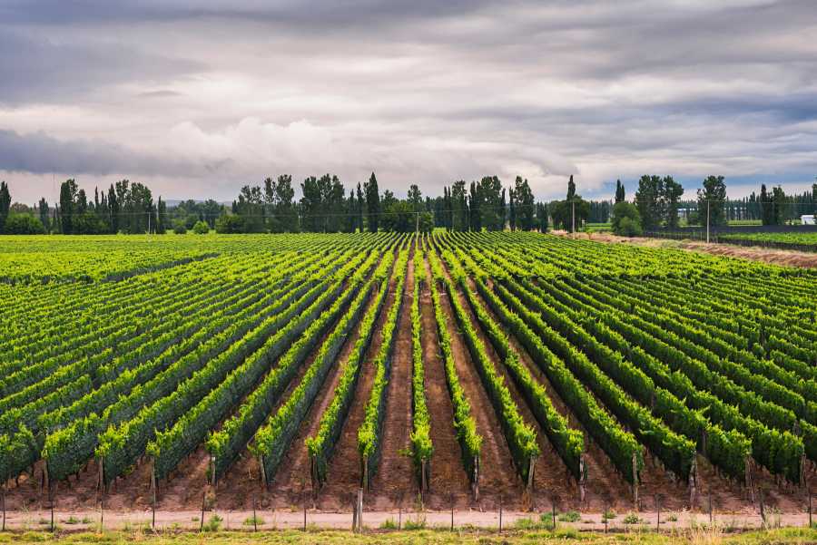 Argentina wine vineyards