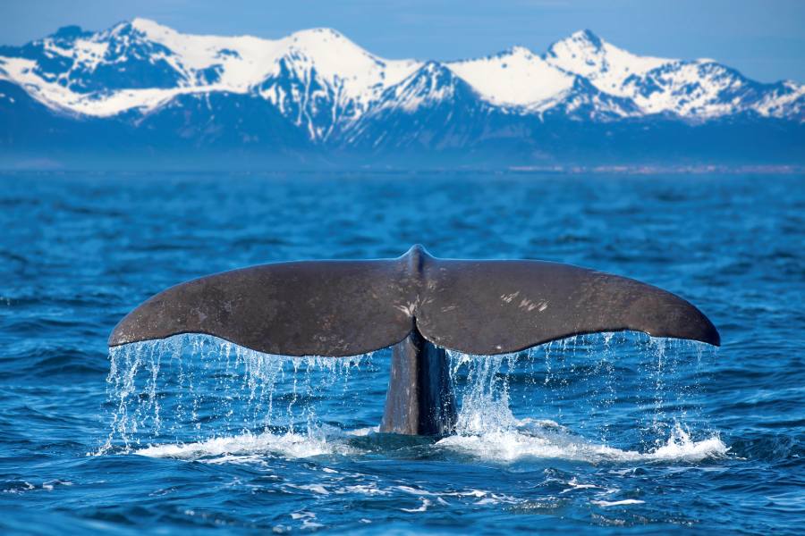 Whale watching in Alaska