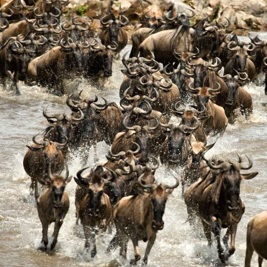 The great migration wildebeests crossing river