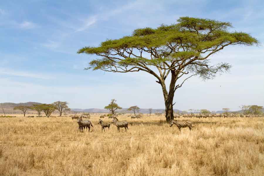 Zebra under tree in serengeti
