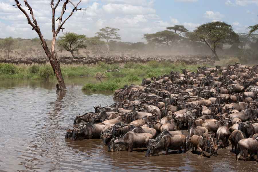 Great Migration Wildebeest crossing river in Africa