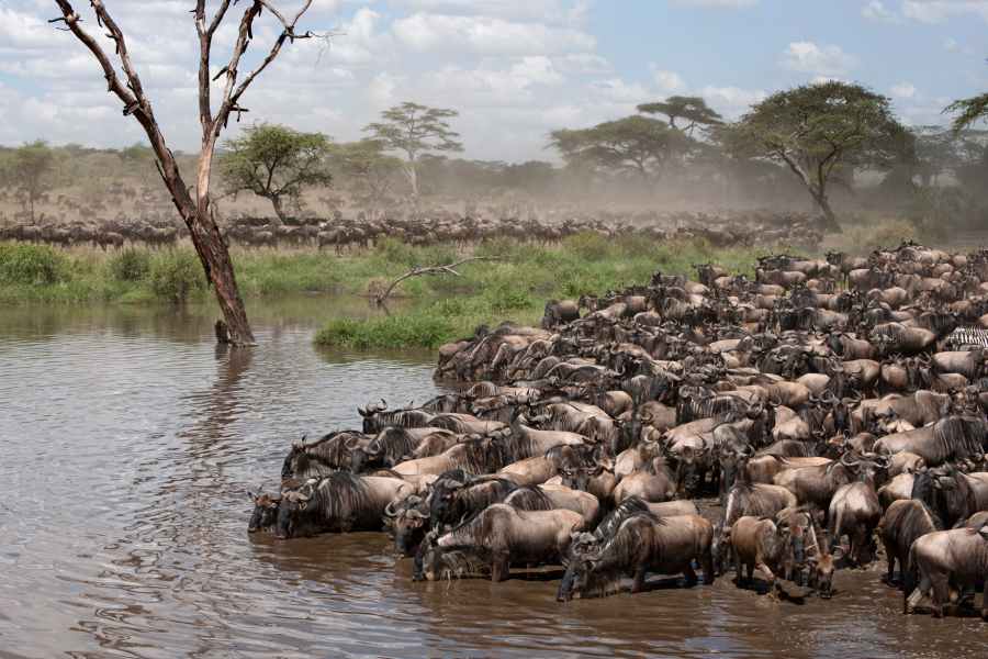 zebras-and-wildebeest-at-the-serengeti-national-park