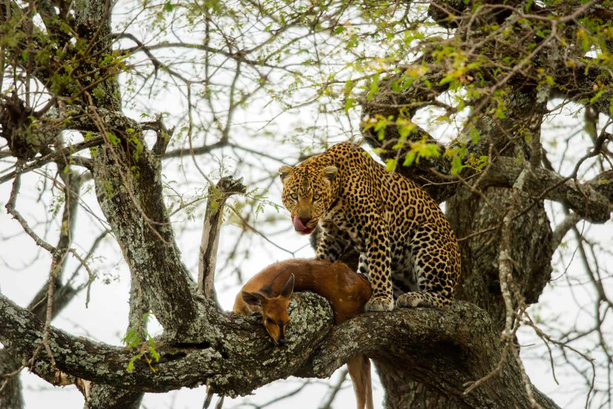Africa's big five, the leopard in a tree with prey
