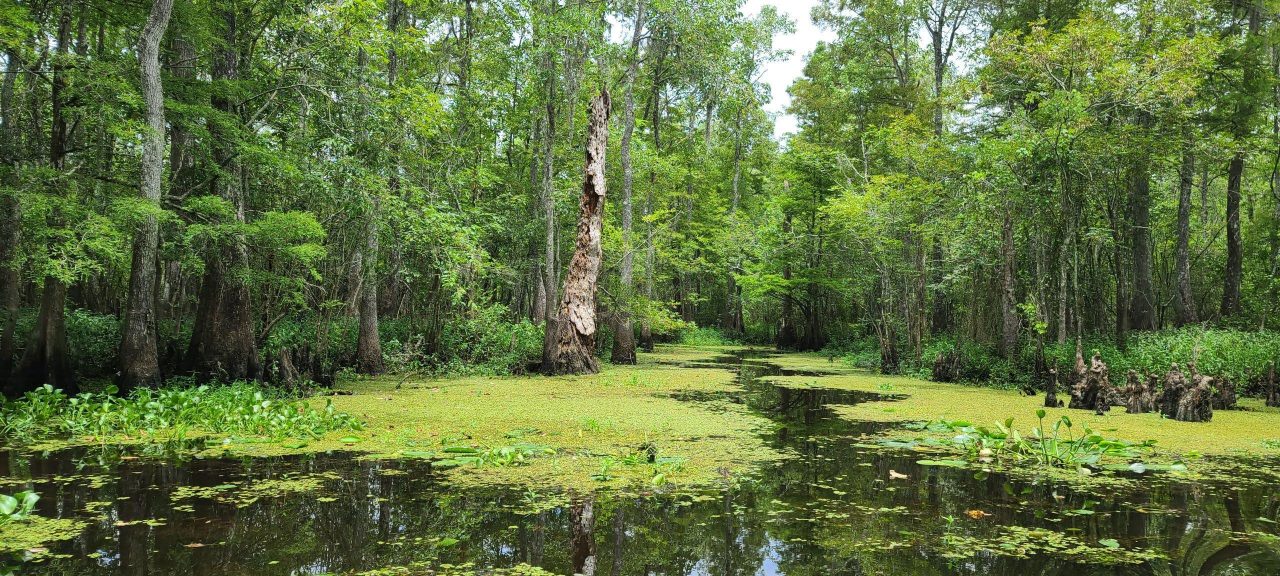 The Extraordinary Rainforests of Louisiana 2 Gondwana-Ecotours-Louisiana-Swamp2 - Rainforests of Louisiana