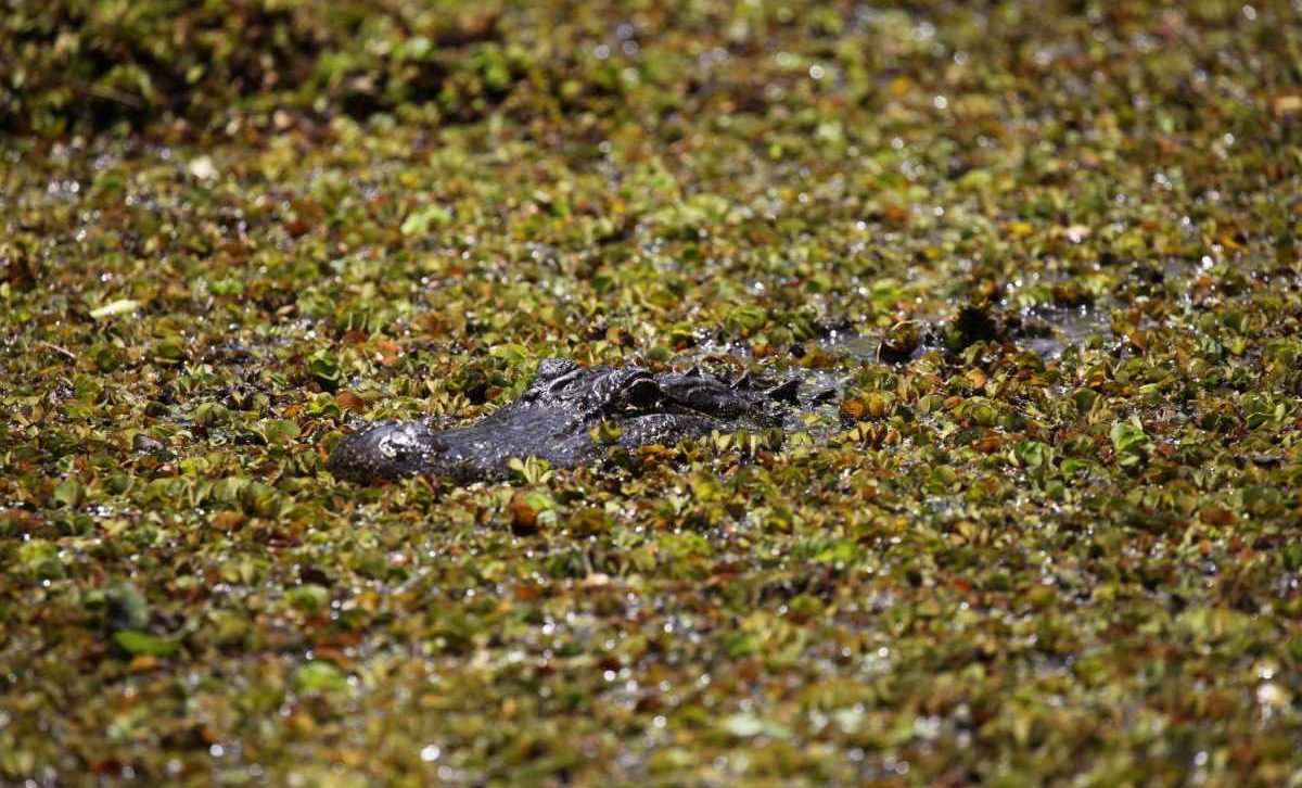 American Alligators can be seen when exploring Louisiana. This Alligator floats on top of a body of water, camouflaged by vegetation