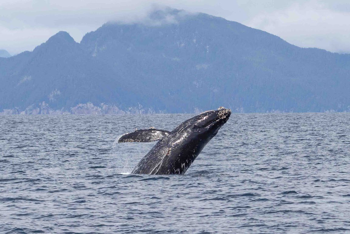 Alaska: Glaciers & Grizzlies Adventure Whale Breaching