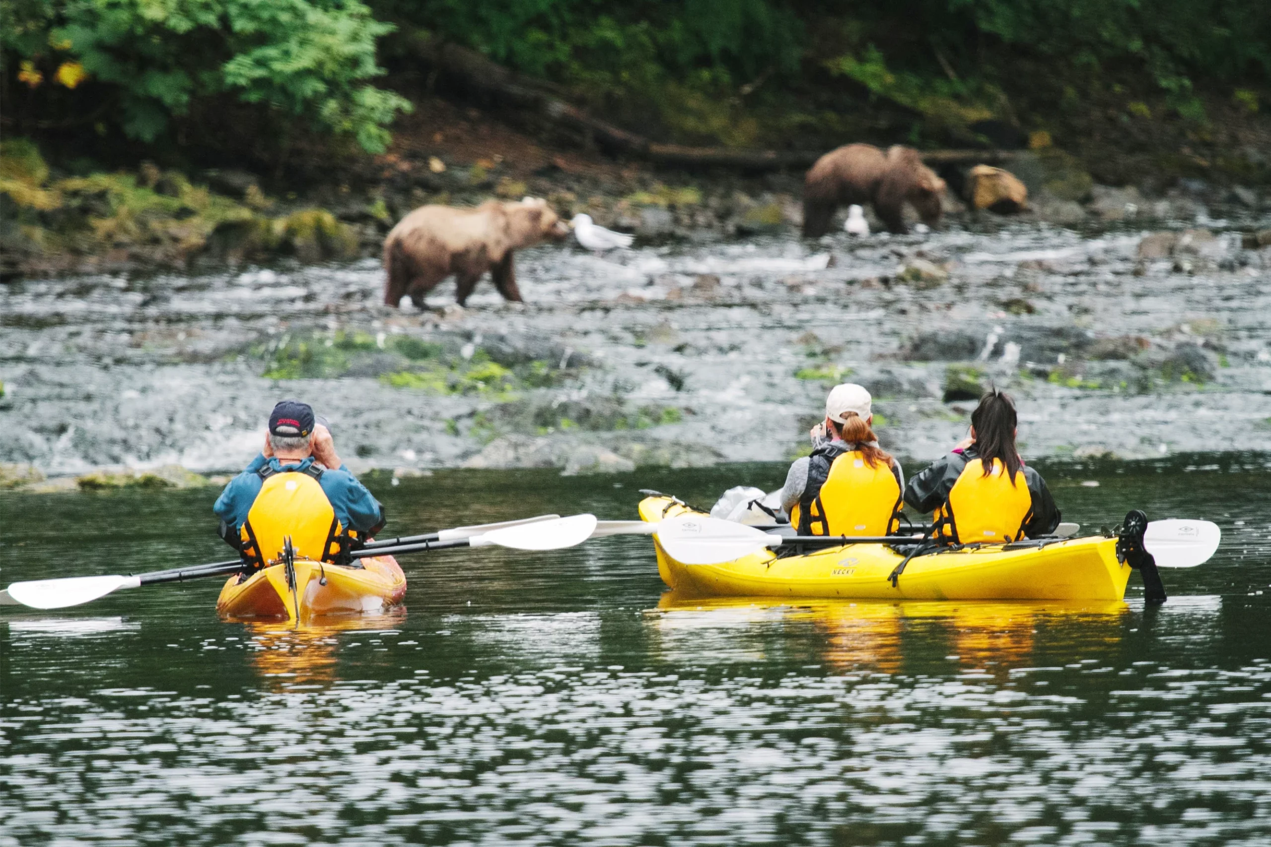 Where Is The Best Bear Viewing In Anchorage, Alaska? 4 Bears while kayaking