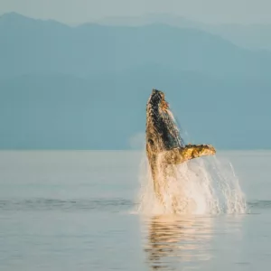 Whale breach in Alaska
