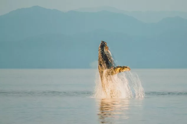 Whale breach in Alaska 1