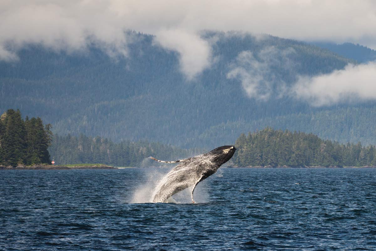 humpback whale breaching in the Fredrick Sound