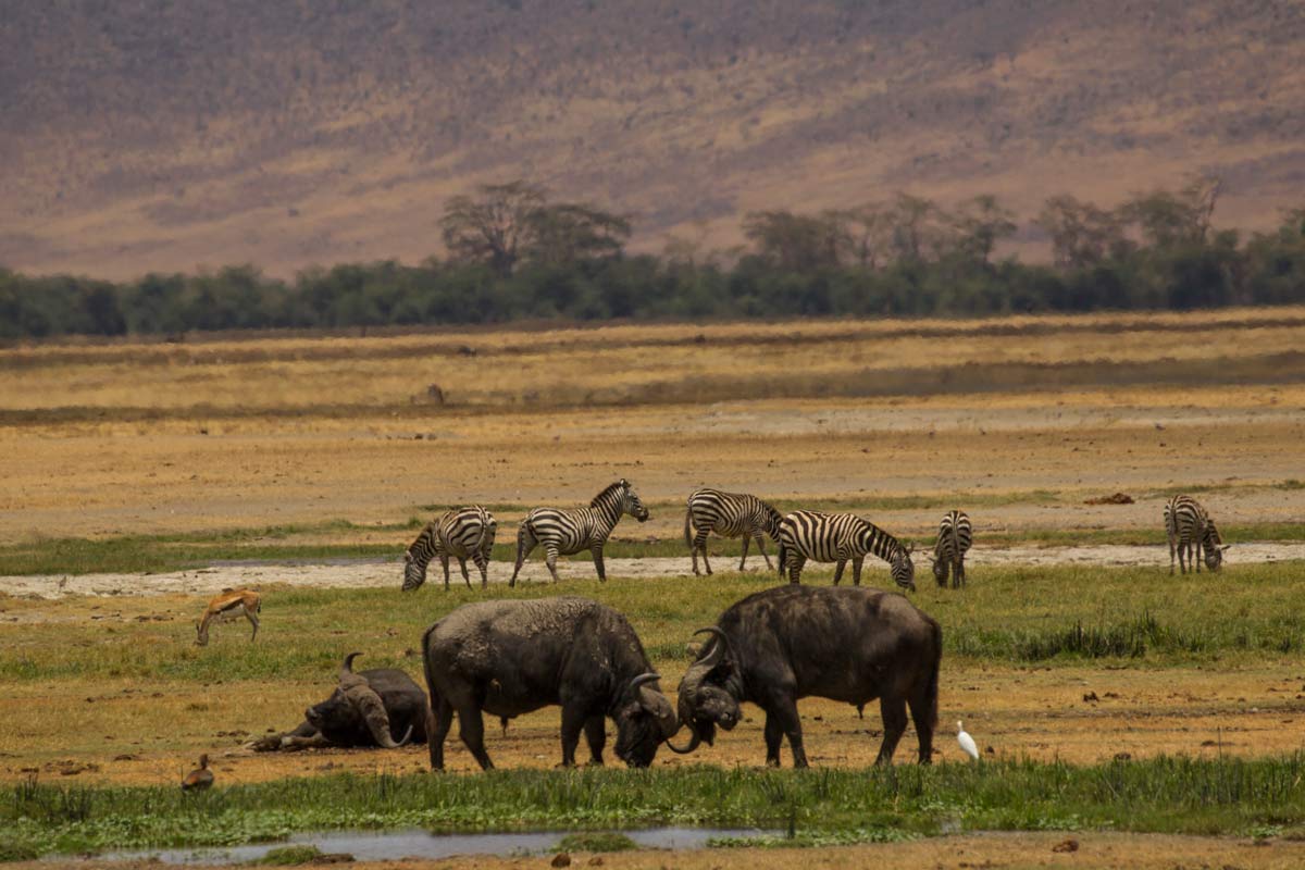 Incredible Kilimanjaro And Serengeti Tours With Gondwana 2 landmarks of the serengeti