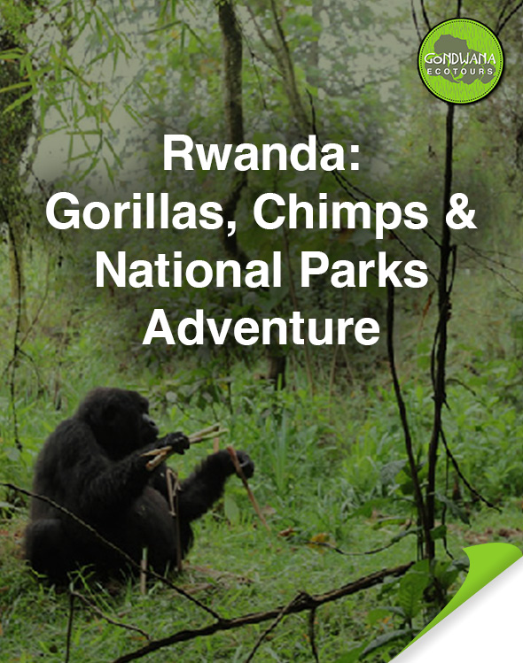Gorillas and Chimps In Rwanda