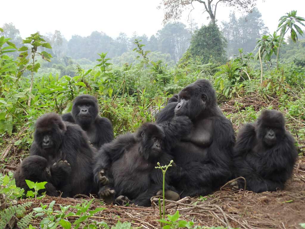 Group of Gorillas in Rwanda Jungle Tour