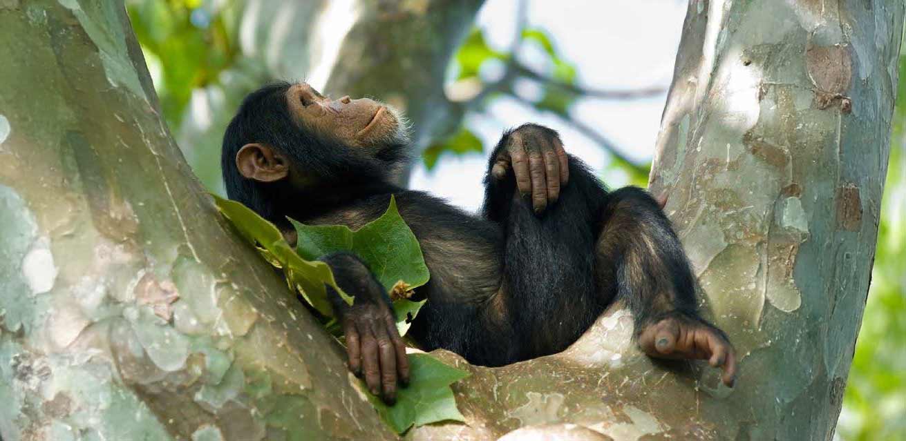 chimp relaxing in rwanda tree
