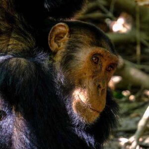 rwanda chimpanzees