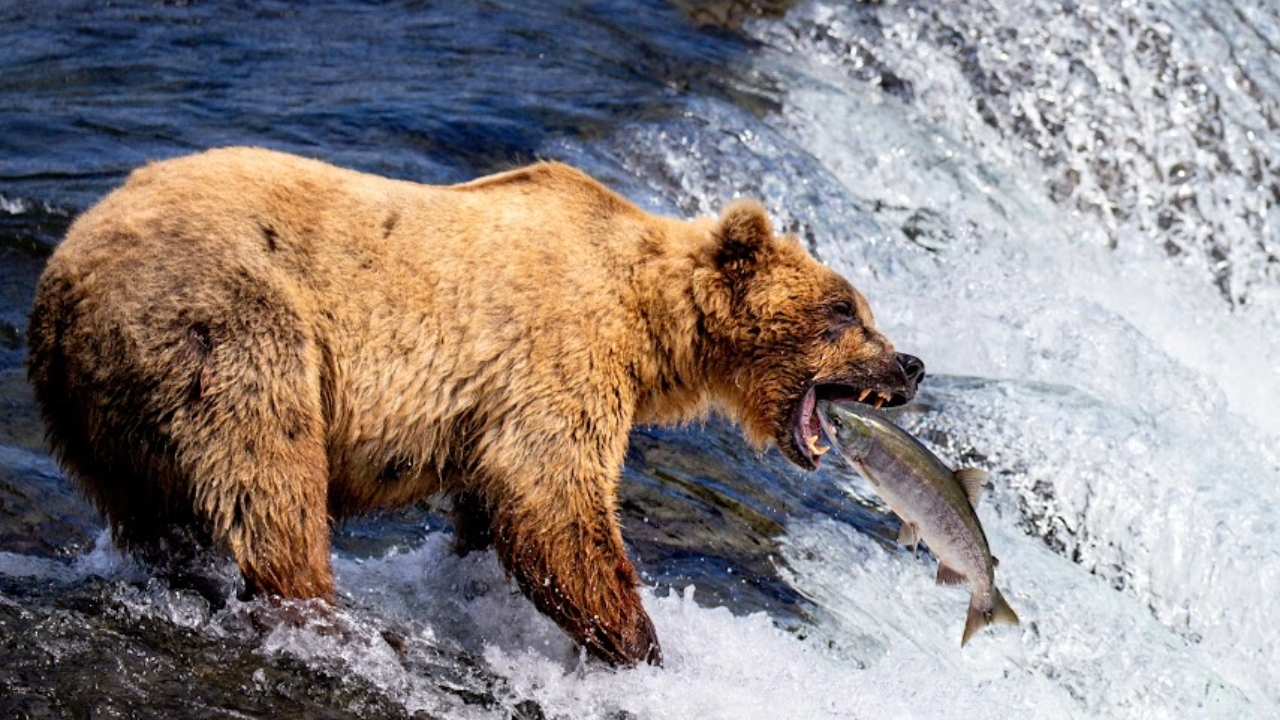 Brown Bear Catching Fish Brooks Falls Gondwana Ecotours