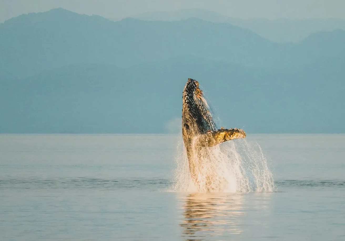 alaska whale watching adventure tour