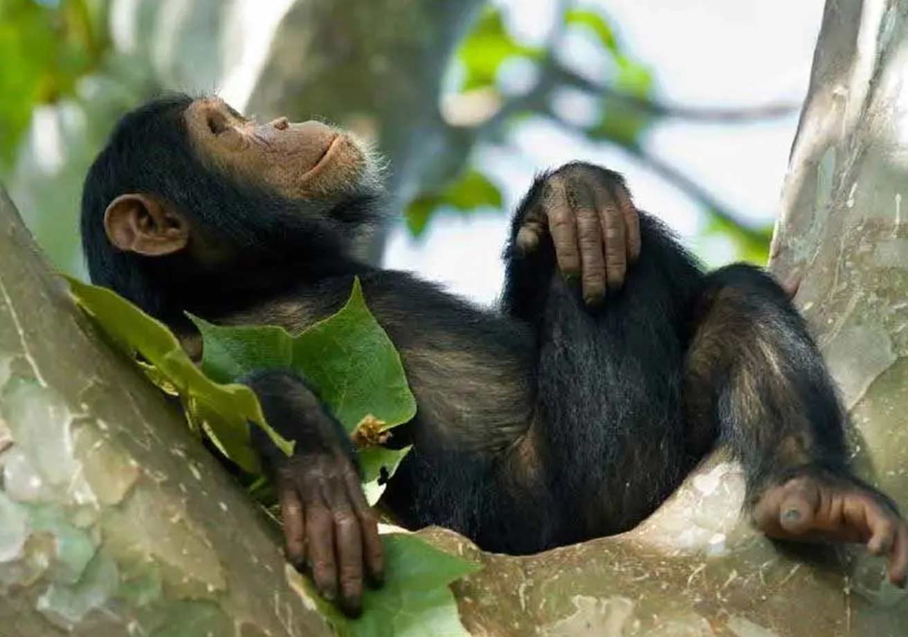 rwanda chimp adventure tour