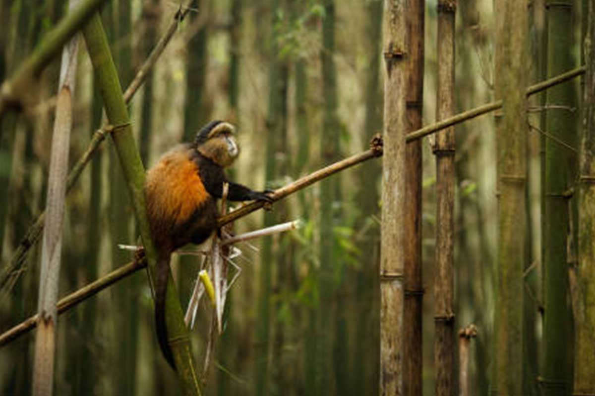 How We Travel 1 golden monkey in gree