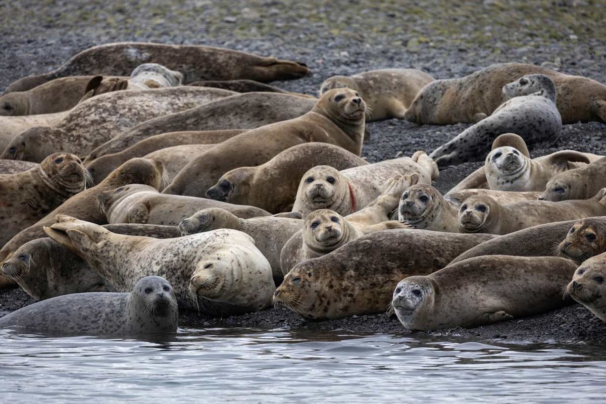 How We Travel 7 seals out of water