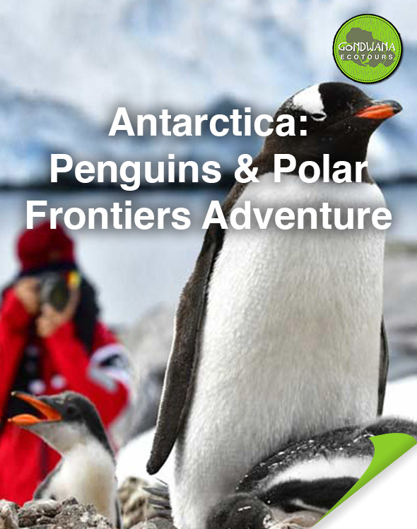 Antarctica Brochure