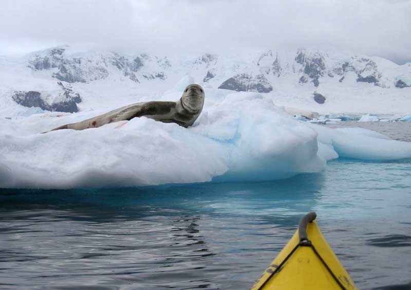 Incredible Antarctica Tours with Gondwana Ecotours: Adventure and Exploration 3 Kayaking past resting seals offers a rare low impact way to experience Antarcticas wildlife