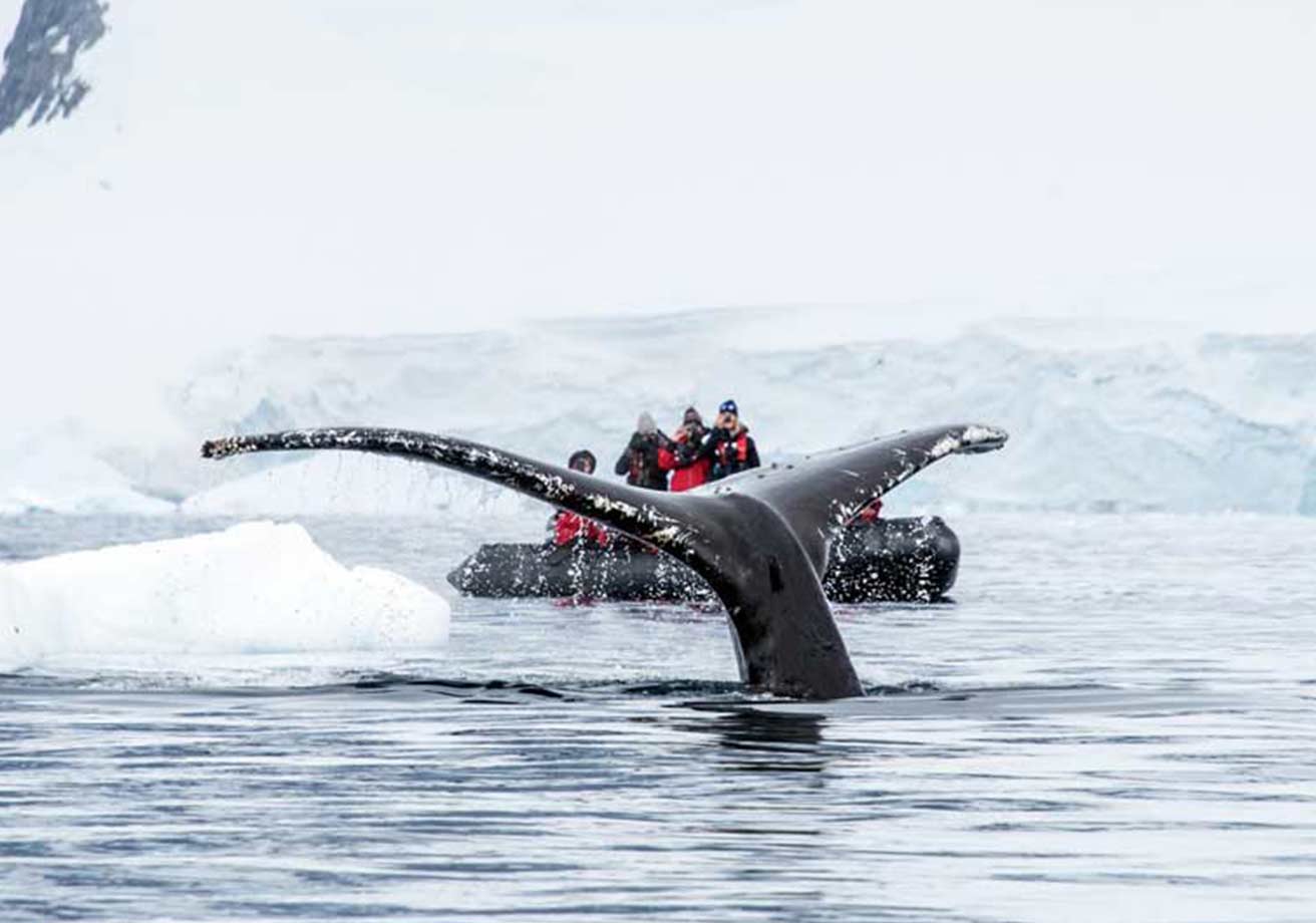 Bucket List Tours to the Best Destinations in the World 5 Antarctica Whale Watching Adventure Tour